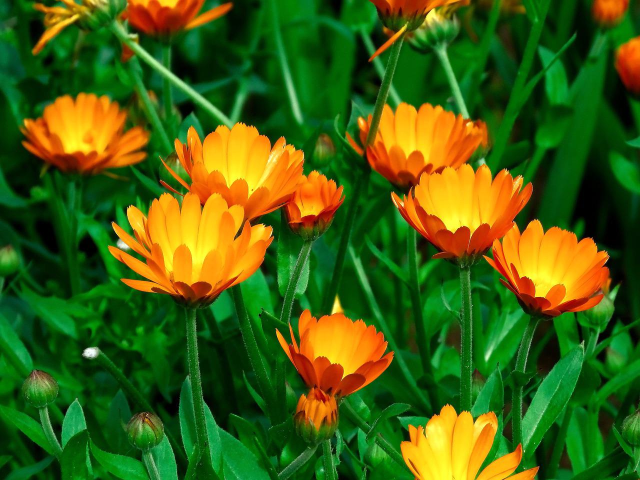 flowers, calendula, yellow-4340127.jpg